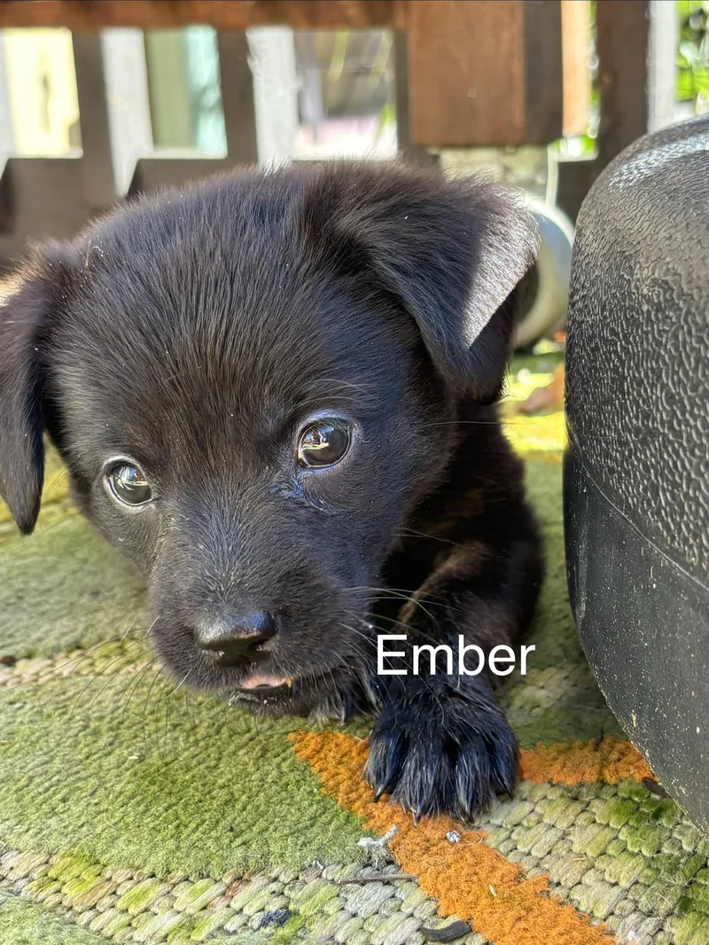Ember thumbnail 2