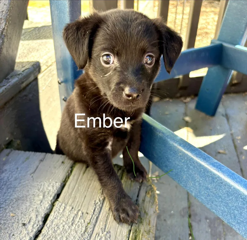 Ember thumbnail 3