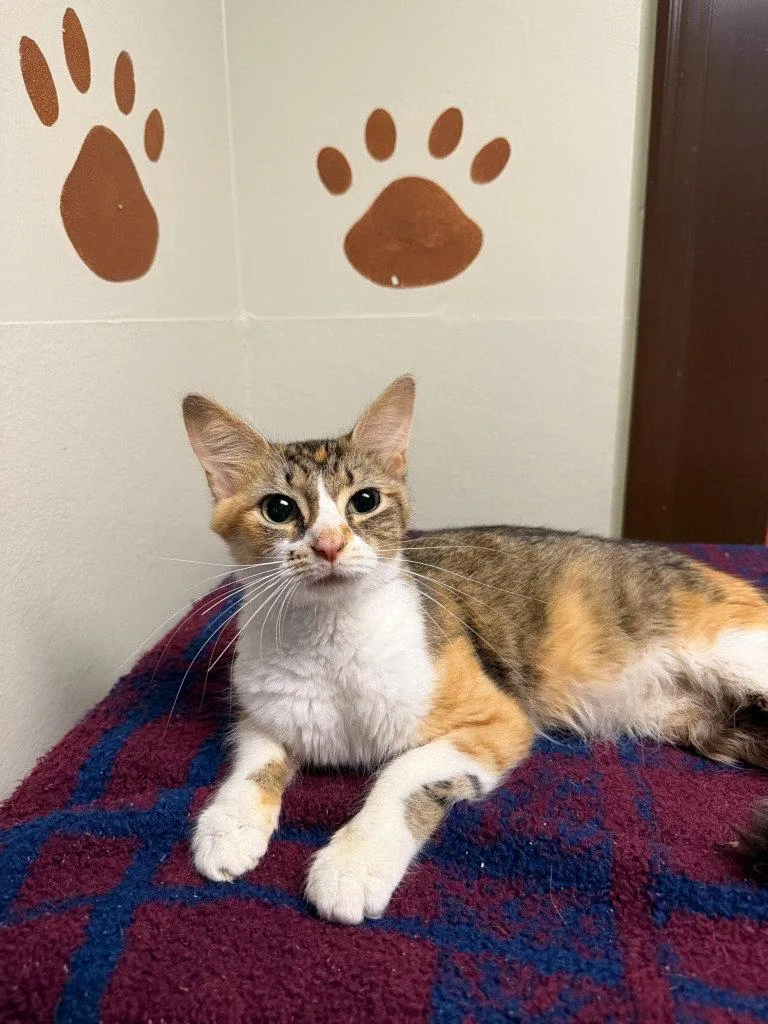 An adult small-sized female Domestic Medium Hair cat named Middie for adoption in Lovingston, VA