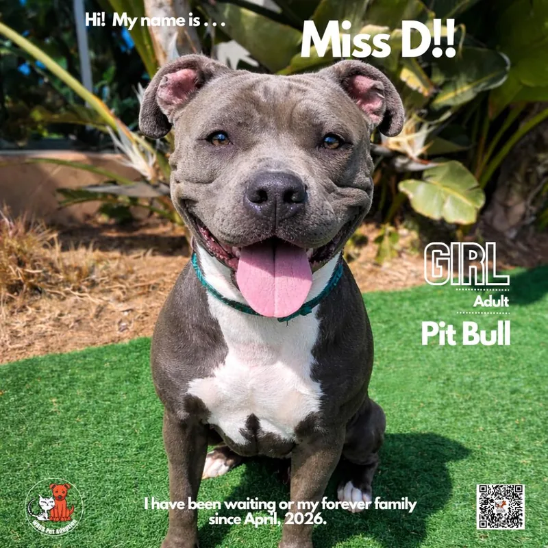 An adult medium-sized female Gray / Blue / Silver Pit Bull Terrier dog named Miss D for adoption in Westminster, CA