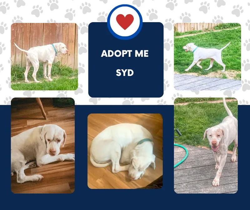 A senior medium-sized male White / Cream English Pointer dog named Syd for adoption in Bridgeton, NJ