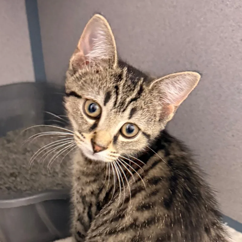 A baby small-sized female Brown / Chocolate Domestic Short Hair cat named Bonnie for adoption in Evansville, IN
