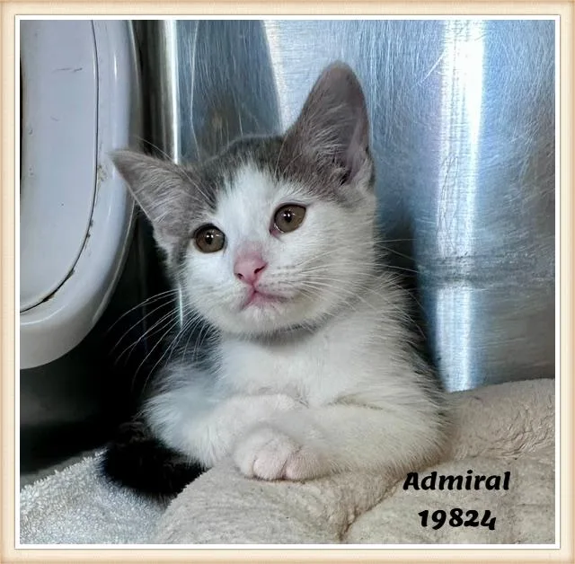 Admiral See Also Ashton thumbnail 2