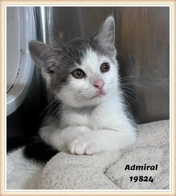 Admiral See Also Ashton thumbnail 4