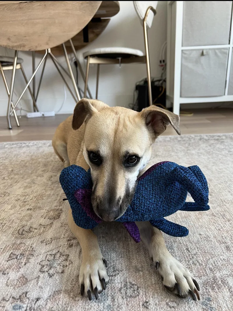 An adult medium-sized female Dachshund dog named Elly for adoption in Mahwah, NJ