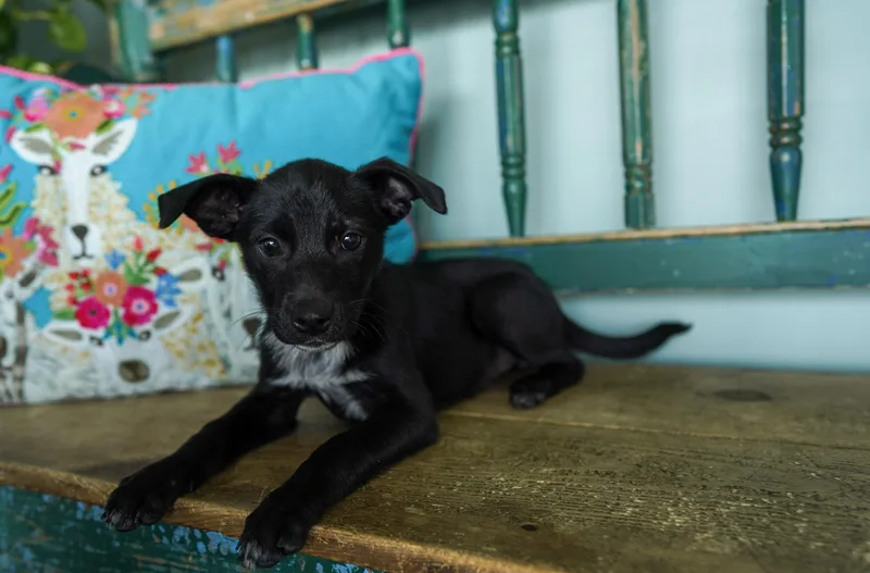 A baby small-sized female Bicolor Jack Russell Terrier dog named Peach for adoption in San Antonio, TX