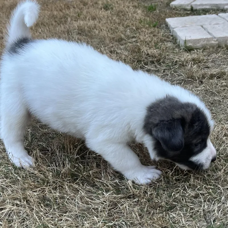 Vincent Van Dough thumbnail 2