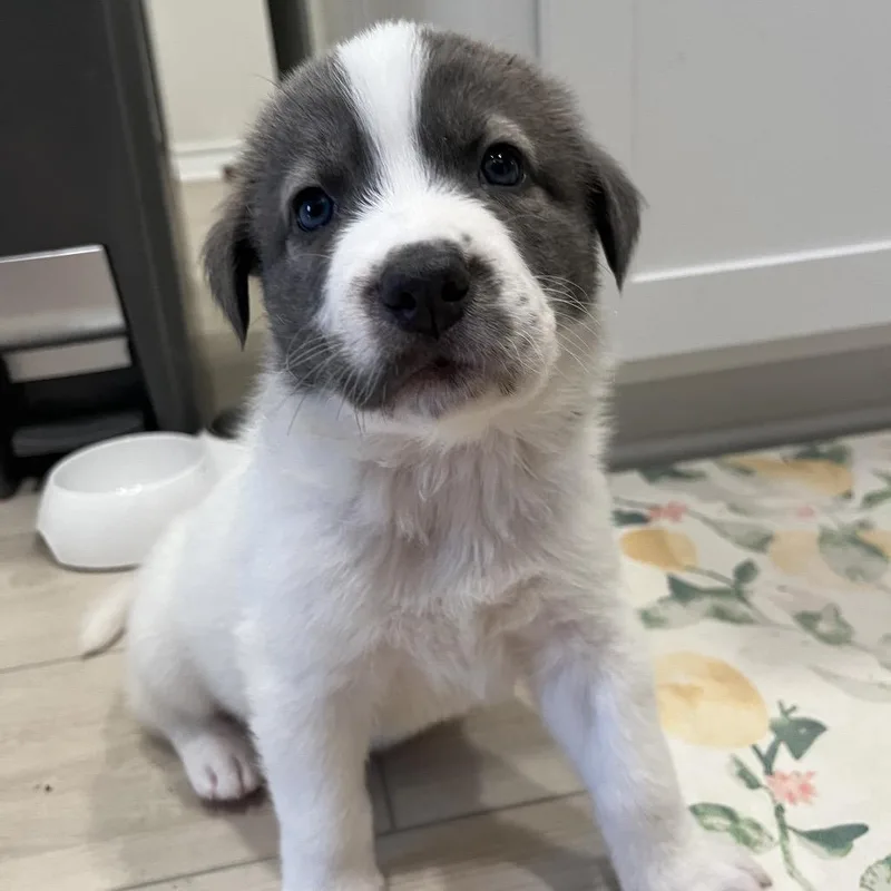 Vincent Van Dough thumbnail 3