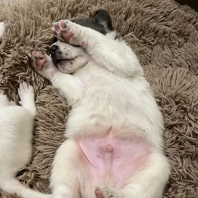 Vincent Van Dough thumbnail 4