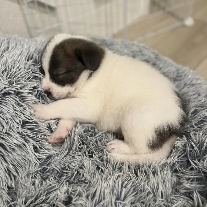 Vincent Van Dough thumbnail 5