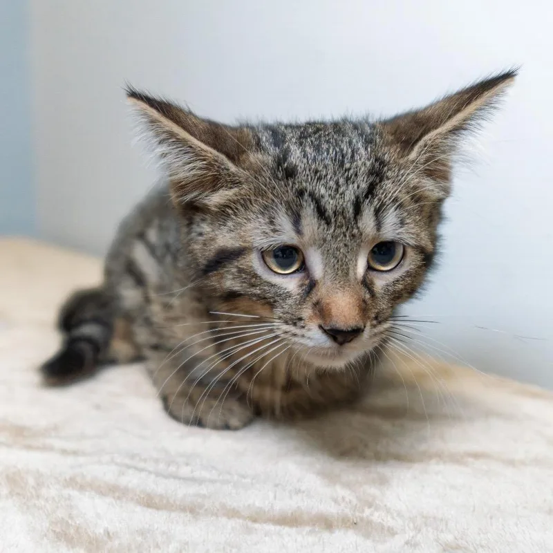 A baby small-sized male Brown / Chocolate Domestic Short Hair cat named Arnold for adoption in South Elgin, IL