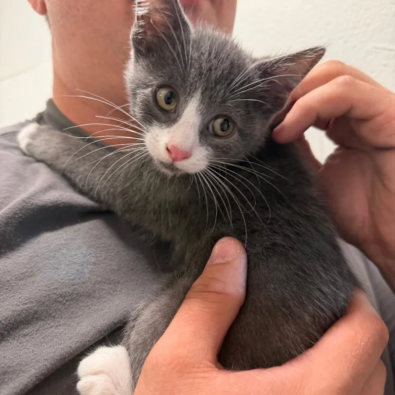 A baby small-sized male Gray / Blue / Silver Domestic Short Hair cat named Yahtzee for adoption in Newport, NC
