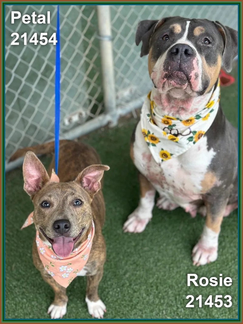 An adult large-sized female Tricolor (Brown, Black, & White) Pit Bull Terrier dog named Rosie for adoption in Marietta, GA