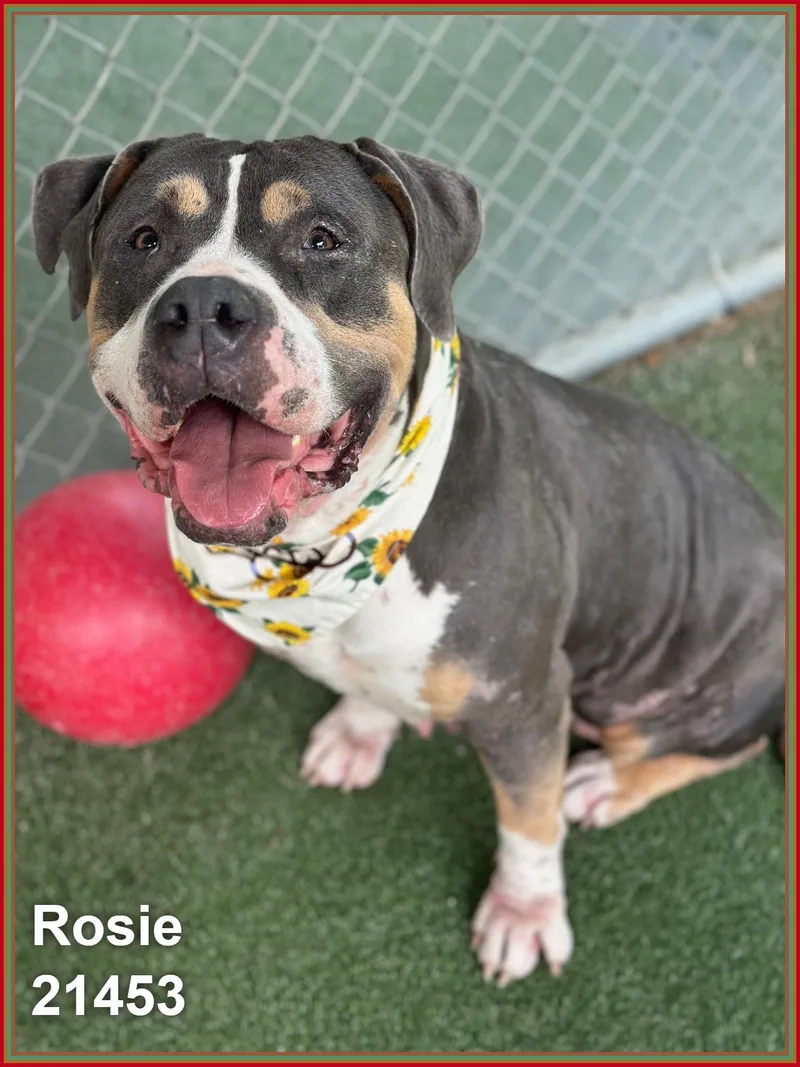 Rosie thumbnail 2