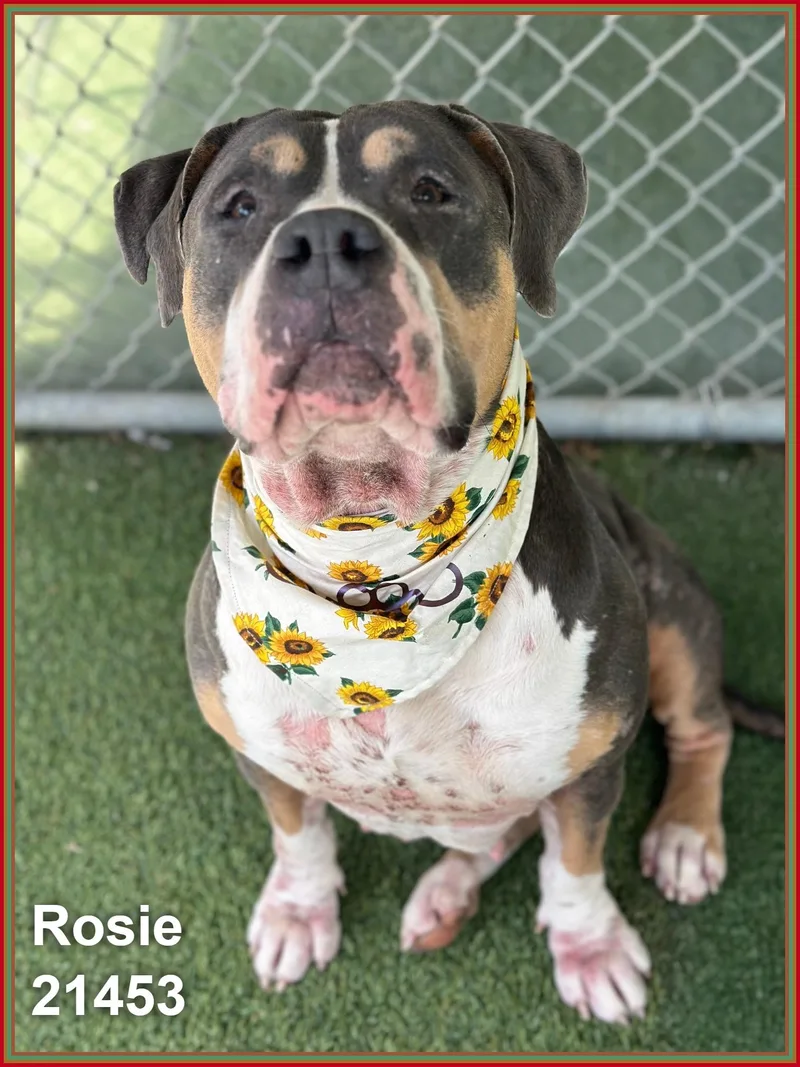 Rosie thumbnail 3