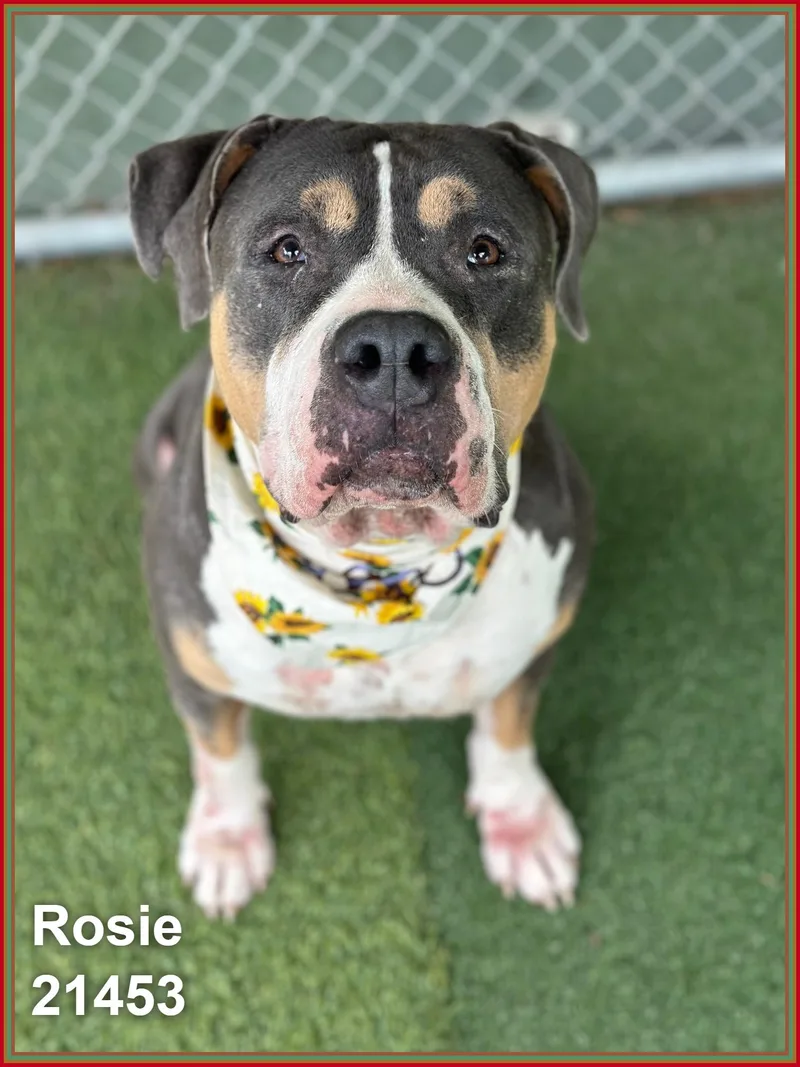 Rosie thumbnail 4