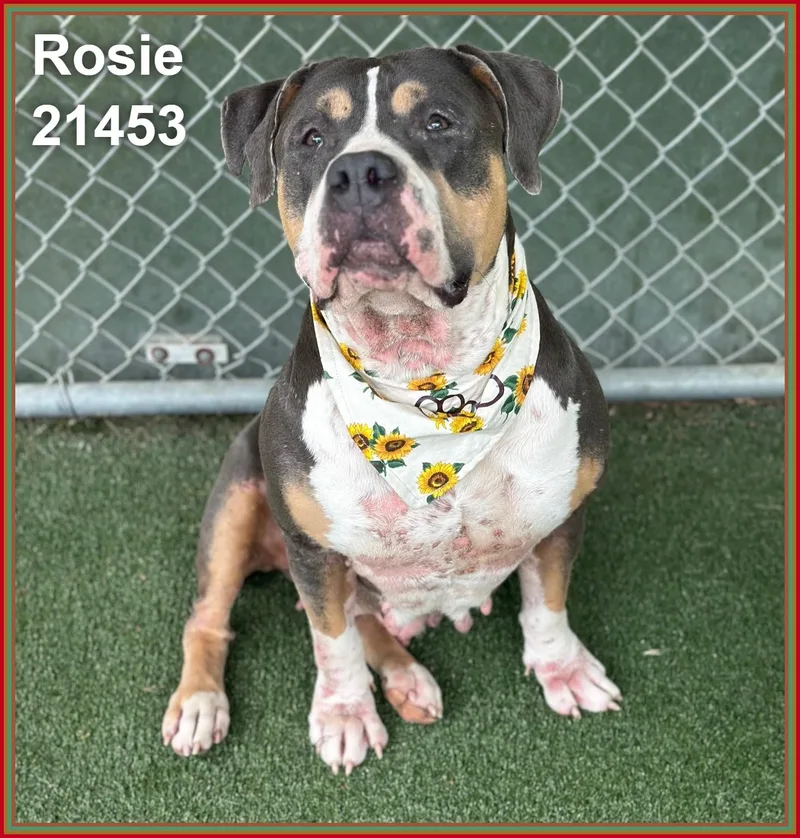 Rosie thumbnail 5