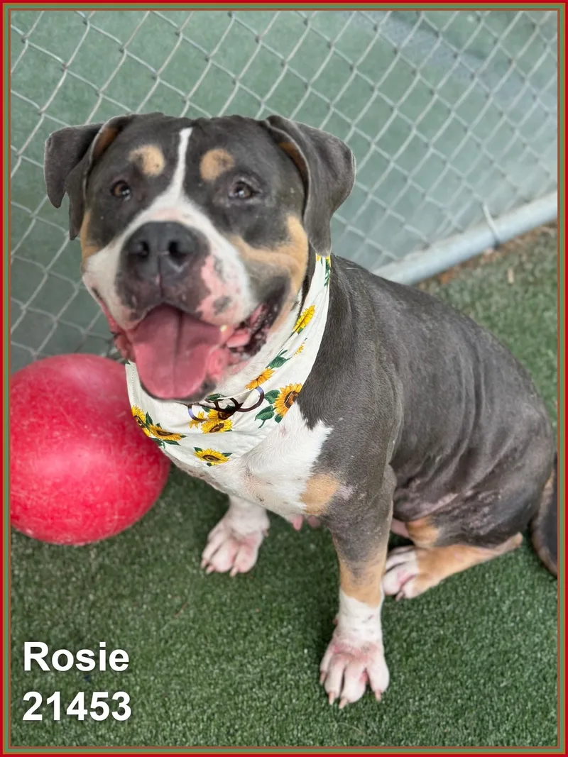 Rosie thumbnail 6
