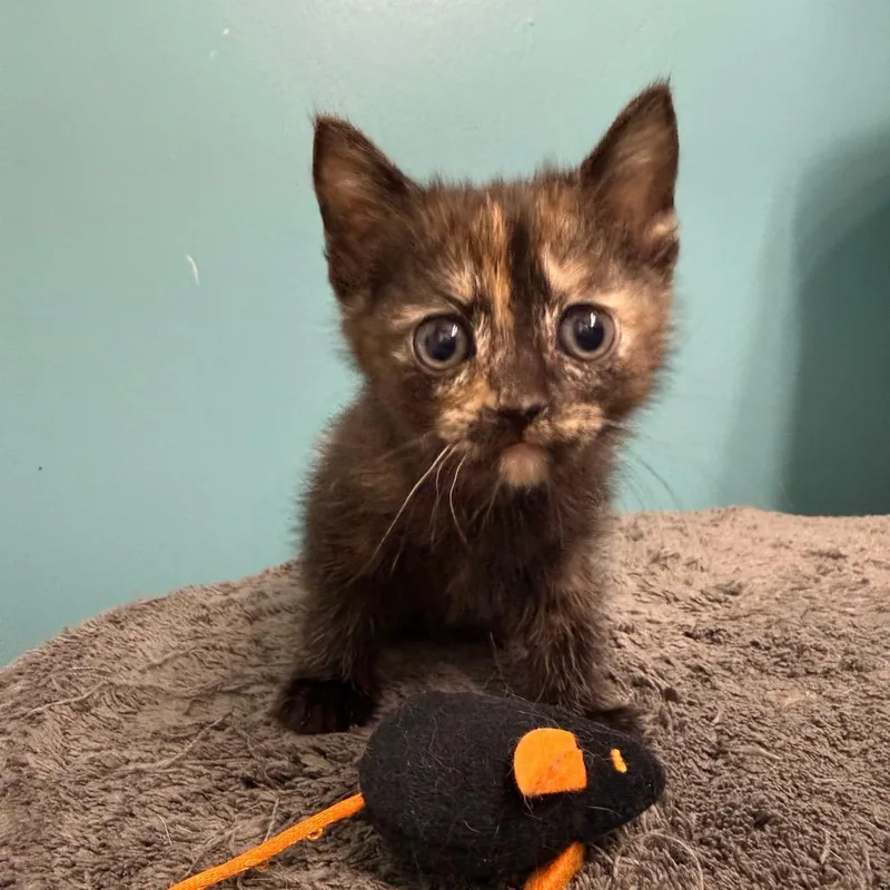 A baby small-sized female Domestic Short Hair cat named Blue Moon for adoption in Woodstock, GA