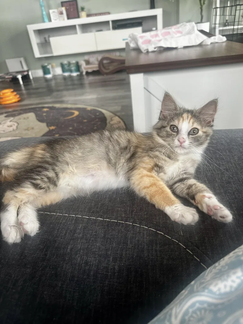 A baby small-sized female Calico Domestic Long Hair cat named Reese for adoption in Richmond, VA