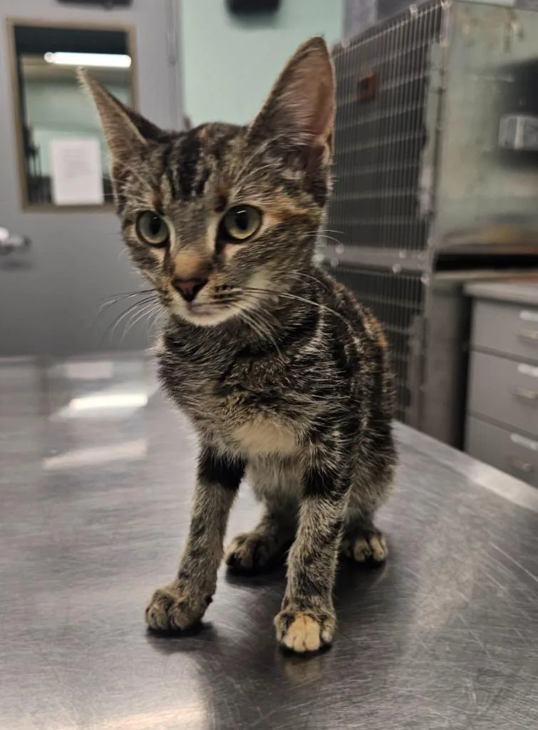 A baby small-sized female Domestic Short Hair cat named Betty for adoption in Athens, TN