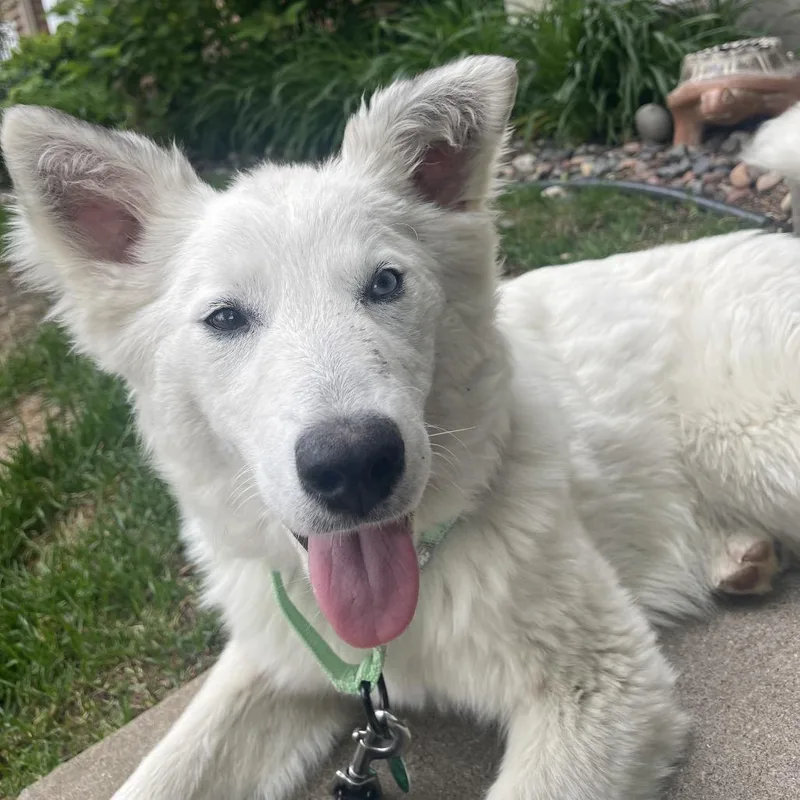 A young medium-sized female White / Cream Mixed Breed dog named Giggles for adoption in Buffalo, MN