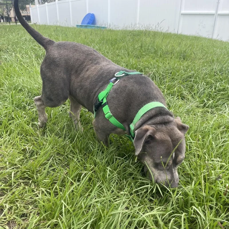 Lulu