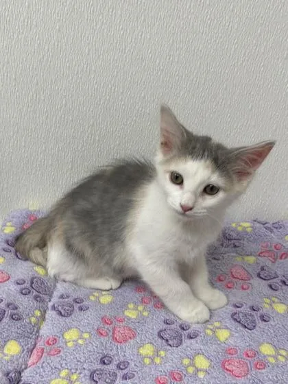 A young small-sized female Domestic Short Hair cat named Captain Crumpet for adoption in Phoenix, AZ