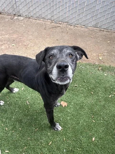 An adult large-sized male Labrador Retriever dog named Old Man Green for adoption in Sacramento, CA