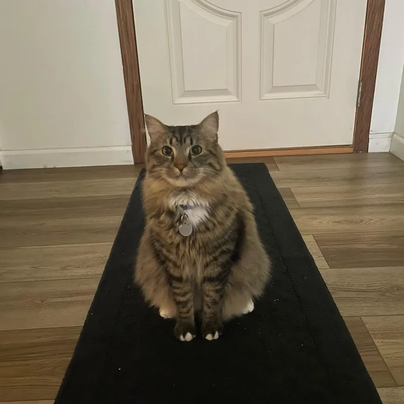 An adult small-sized male Domestic Long Hair cat named Spidey for adoption in Bristol, IN