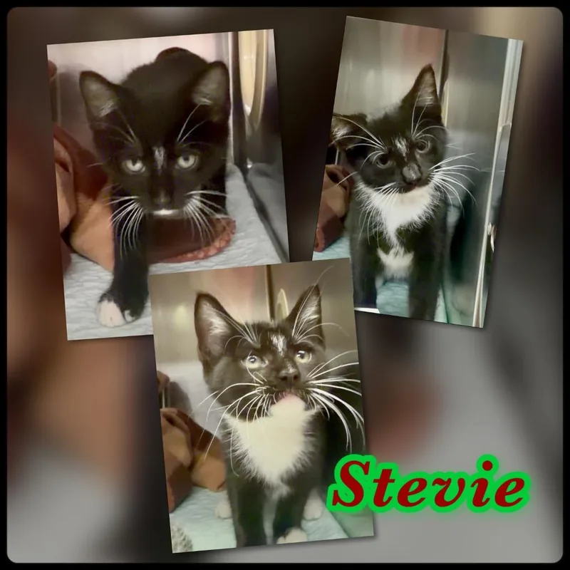 Stevie