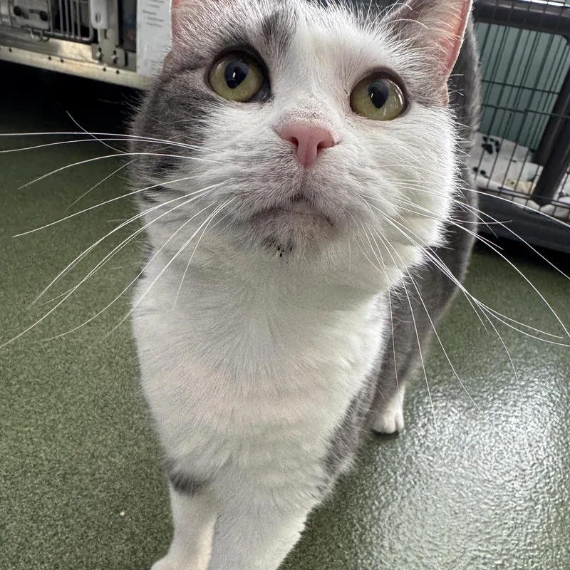 An adult medium-sized female Tabby (Gray / Blue / Silver) Domestic Short Hair cat named April for adoption in Seneca, PA