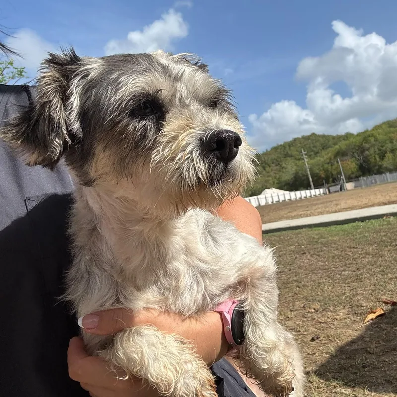 An adult small-sized female Lhasa Apso dog named Maya for adoption in Humacao, PR