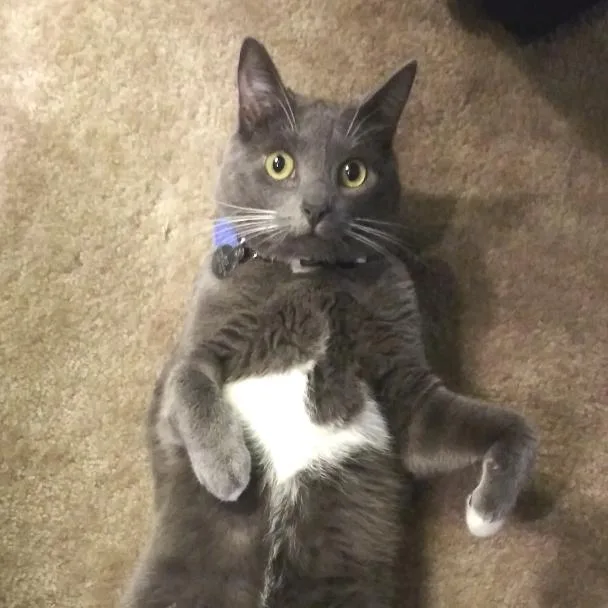 A senior large-sized female Domestic Short Hair cat named Beans for adoption in York, PA