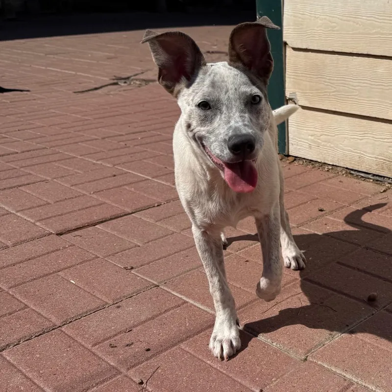 A baby small-sized male Cattle Dog dog named Clyde for adoption in Spring, TX