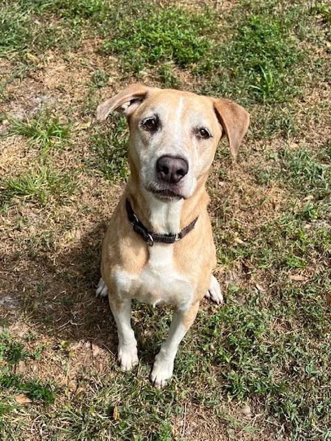 An adult medium-sized female Sable Catahoula Leopard Dog dog named Mocha for adoption in Palm City, FL