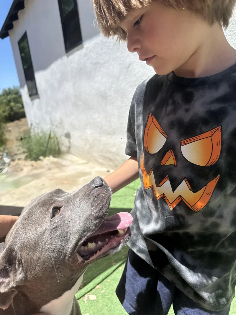 An adult medium-sized female Gray / Blue / Silver Pit Bull Terrier dog named Sweetie for adoption in Woodland Hills, CA
