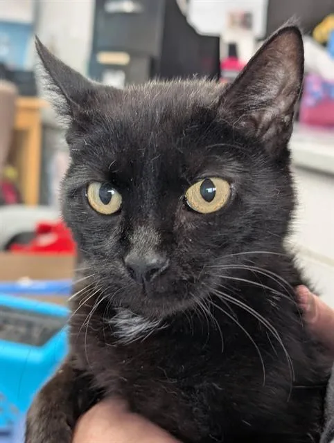 A young medium-sized female Domestic Short Hair cat named Betty for adoption in Canfield, OH
