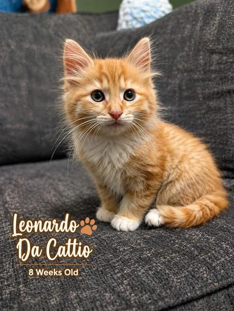A baby small-sized male Domestic Medium Hair cat named Leonardo Da Cattio for adoption in Statesville, NC