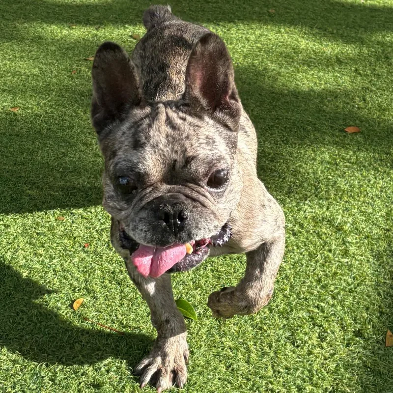 A senior small-sized female Gray / Blue / Silver French Bulldog dog named Snuggle Bug for adoption in LOXAHATCHEE, FL