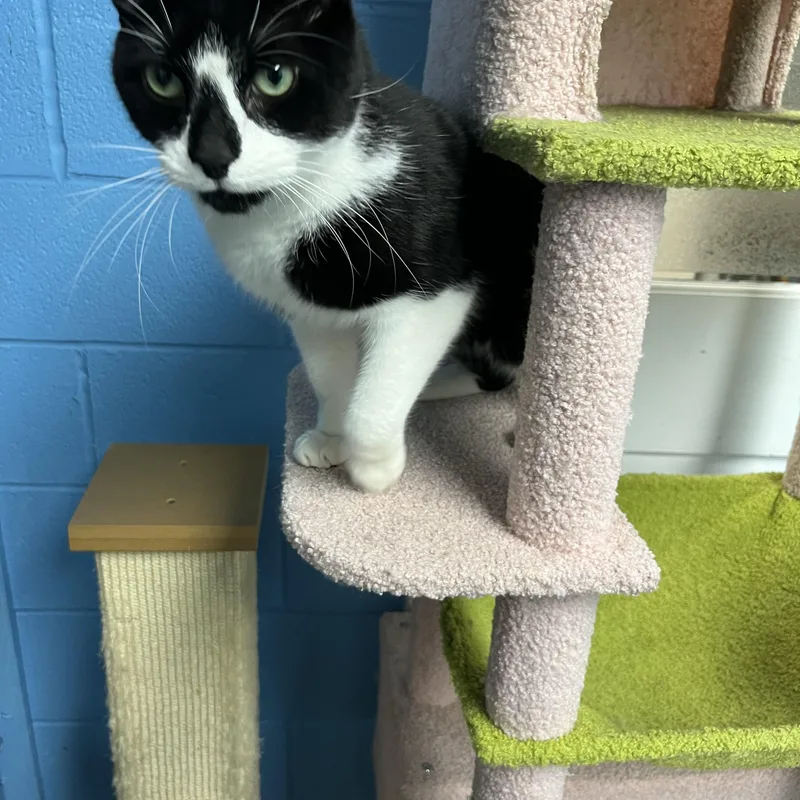An adult large-sized male Tabby cat named Rocket for adoption in Pompton Plains, NJ