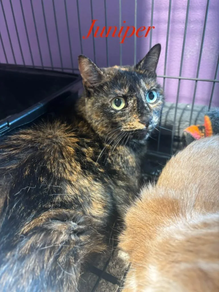 An adult medium-sized female Domestic Short Hair cat named Juniper for adoption in Cambridge, MD