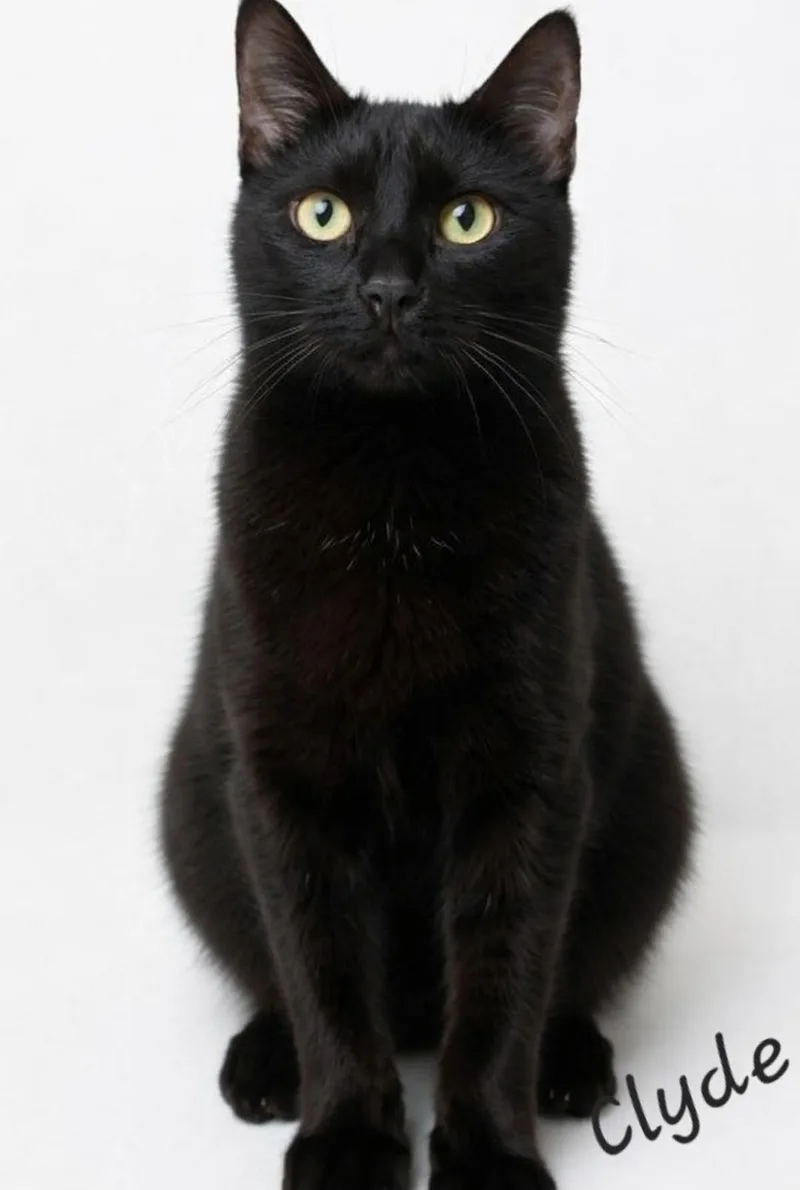 A baby medium-sized male Black Domestic Short Hair cat named Clyde for adoption in Coldwater, MI