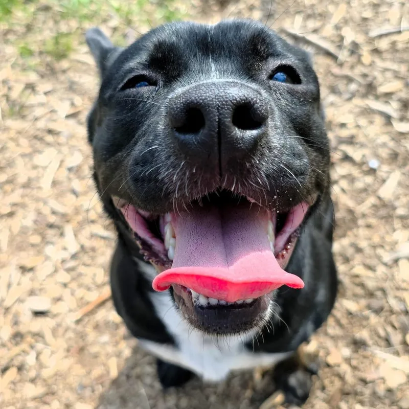 A young small-sized male Black Terrier dog named Stu for adoption in Michigan City, IN