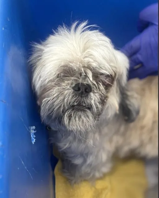 An adult medium-sized male Mixed Breed dog named Scott for adoption in Dallas, TX