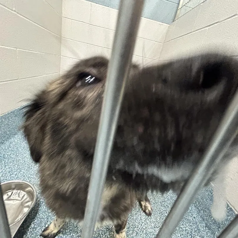 An adult medium-sized female Brindle Shepherd dog named Cynammon for adoption in Greensboro, NC