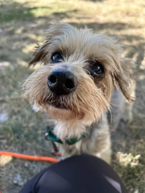 A senior small-sized male Yorkshire Terrier dog named Marley for adoption in Kent, WA