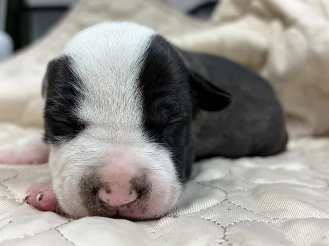 A baby small-sized male Mixed Breed dog named Julep for adoption in Jacksonville, FL