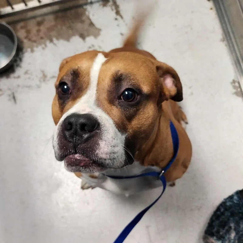 An adult medium-sized male Brown / Chocolate Mixed Breed dog named Brick for adoption in Davenport, IA