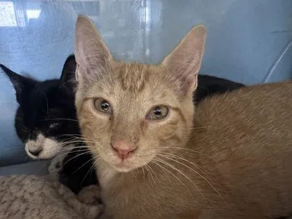 A baby small-sized male Domestic Short Hair cat named Atlas for adoption in Shawano, WI